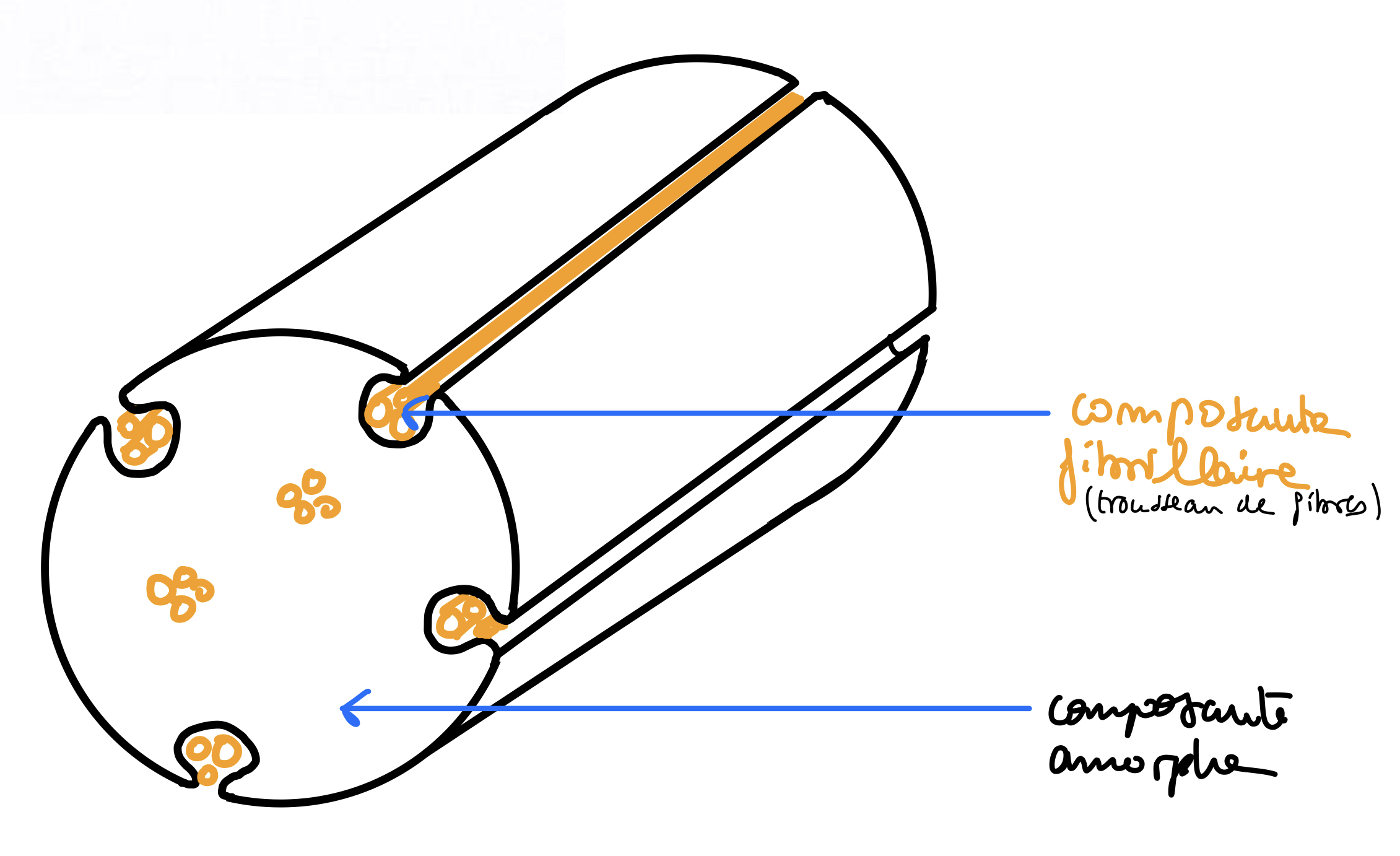 Superfood ad alto contenuto di fibre per una migliore salute digestiva