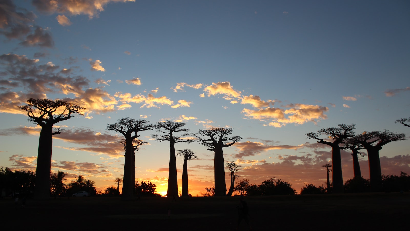 7. Il frutto fresco del Baobab: Favorire la digestione e potenziare l'apporto di vitamina C