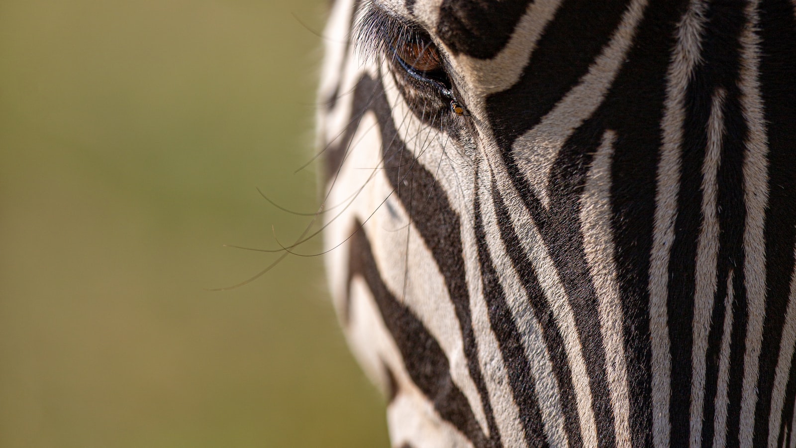 5. Sfrutta il potere delle proteine vegetali: Opzioni ricche di nutrienti che non svuotano il portafoglio